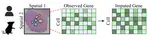 BenchmarkST: Cross-Platform, Multi-Species Spatial Transcriptomics Gene Imputation Benchmarking